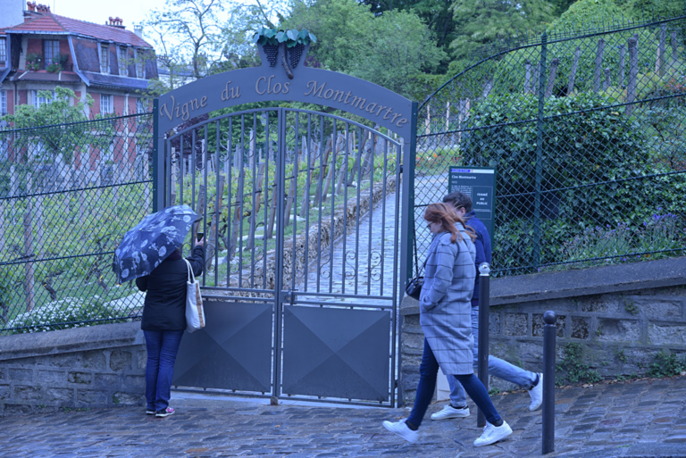 Montmartre-vigne_Asso-MPV